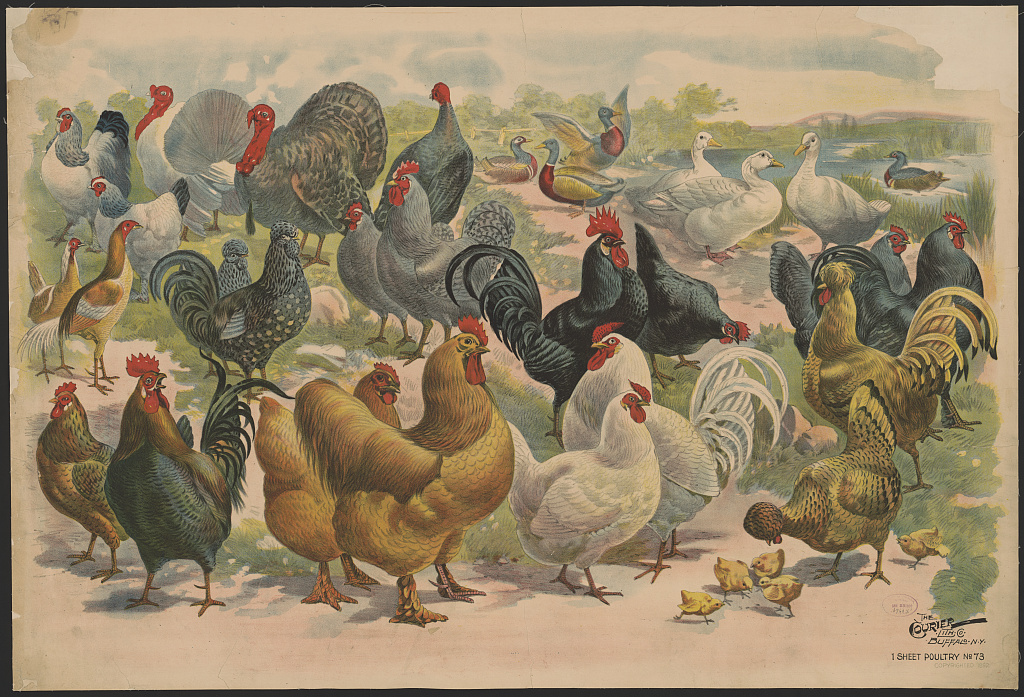 Poultry, no.73 - Library of Congress