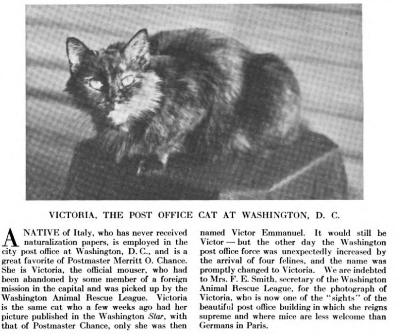Victoria, The Post Office Cat - Washington, D.C. Post Office, 1919