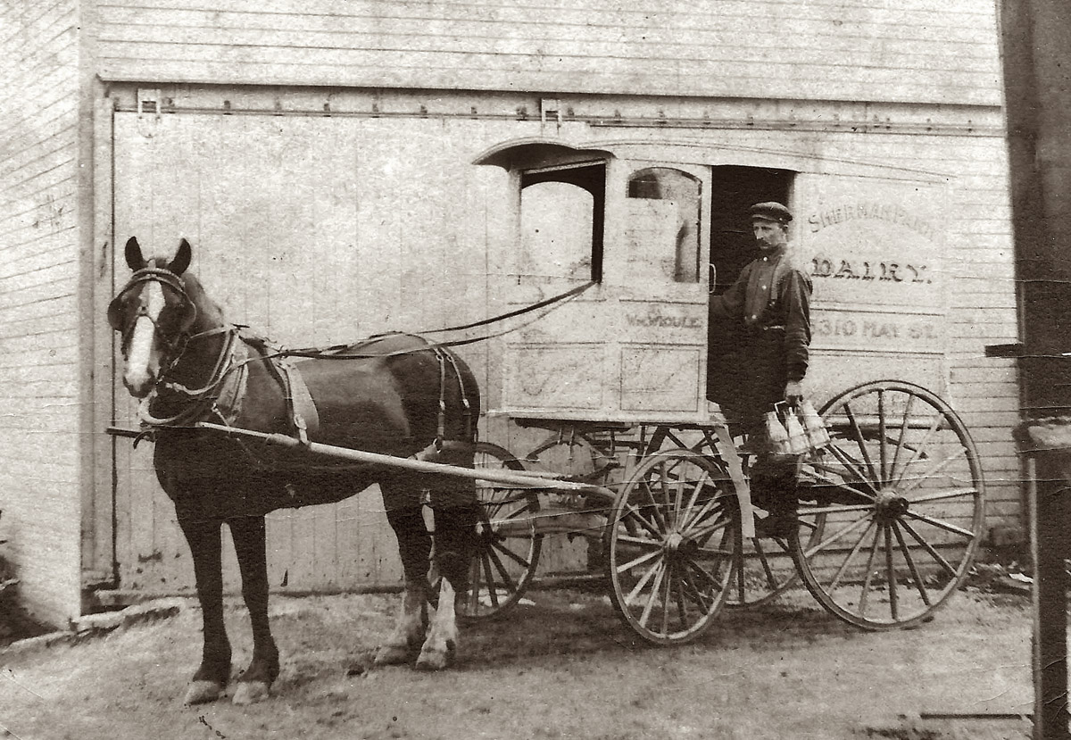 The milk wagon of William Widule, the owner of the Sherman Park Dairy of Chicago around the turn of the century. 